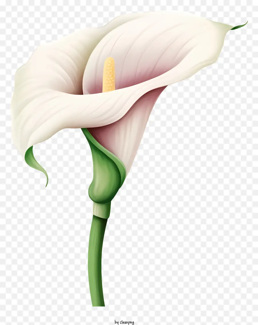 Calla Lily Putih，Bunga PNG