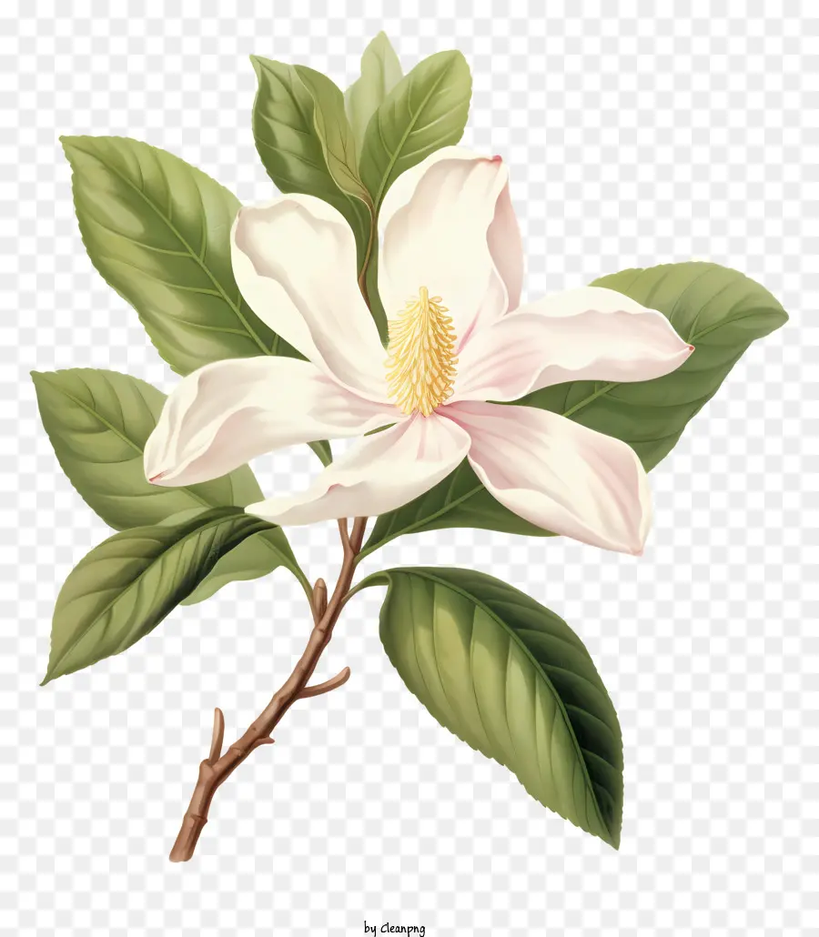 Bunga Magnolia，Hijau Daun PNG