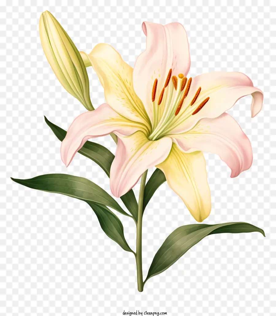 Lily Putih，Bunga PNG