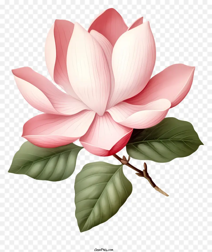 Bunga Merah Muda Besar，Bunga Yang Indah PNG