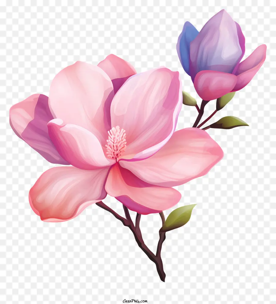 Lukisan Cat Air，Bunga Pink Dan Ungu PNG