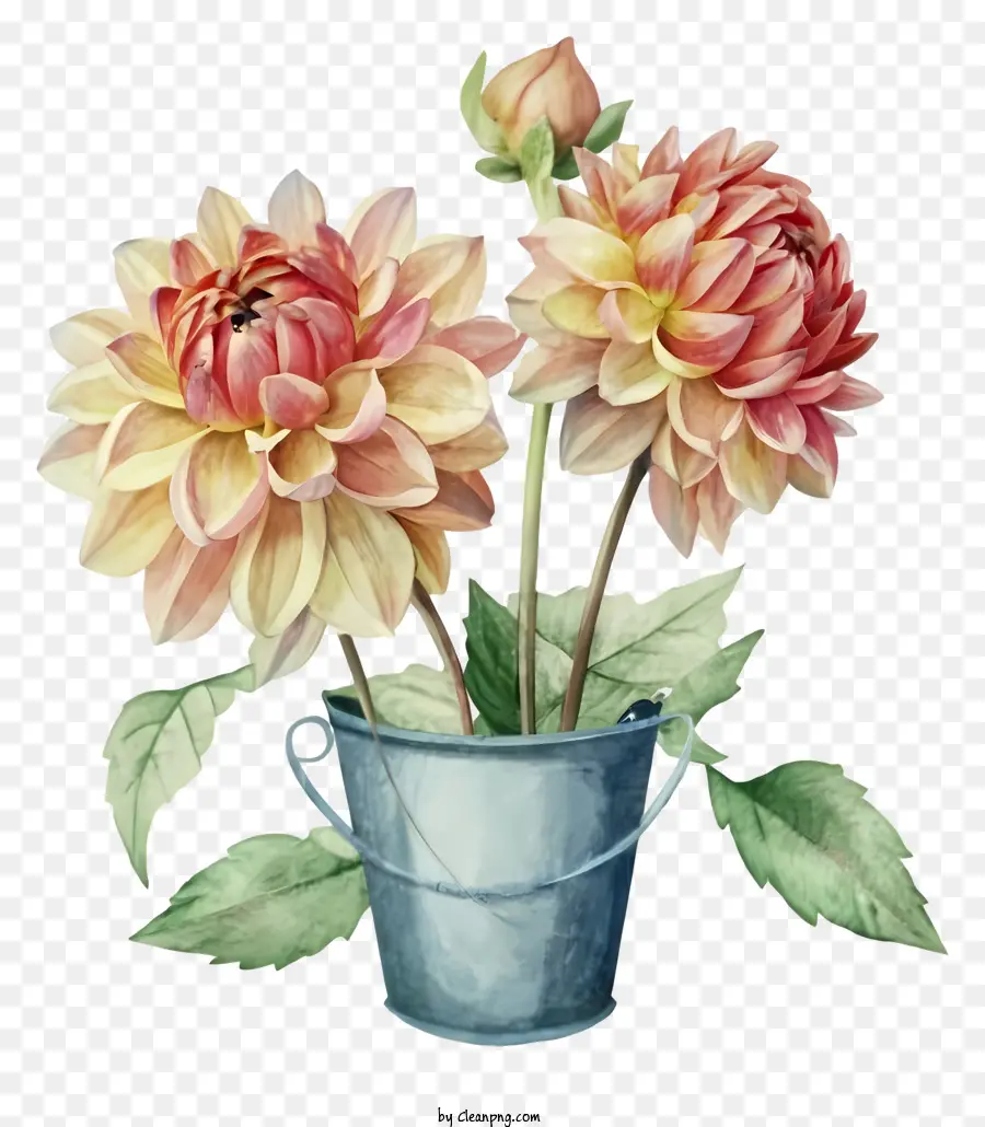Lukisan Cat Air，Bunga Dahlia Merah Muda PNG