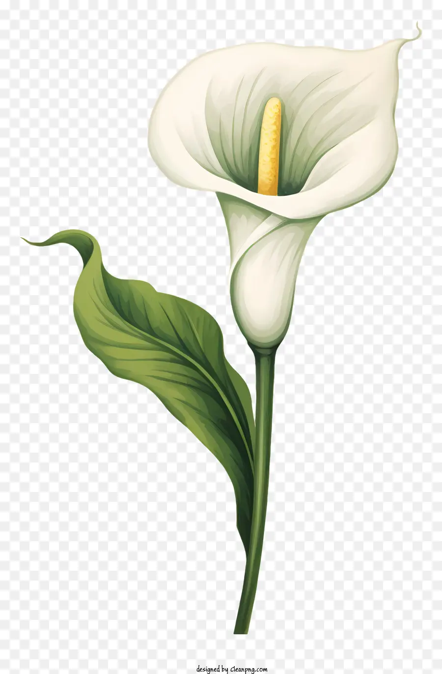 Calla Lily，Bunga Putih PNG
