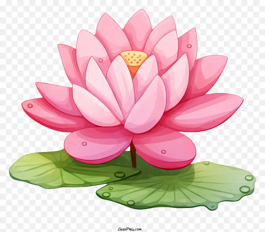 Bunga Teratai，Lily Air Kolam PNG