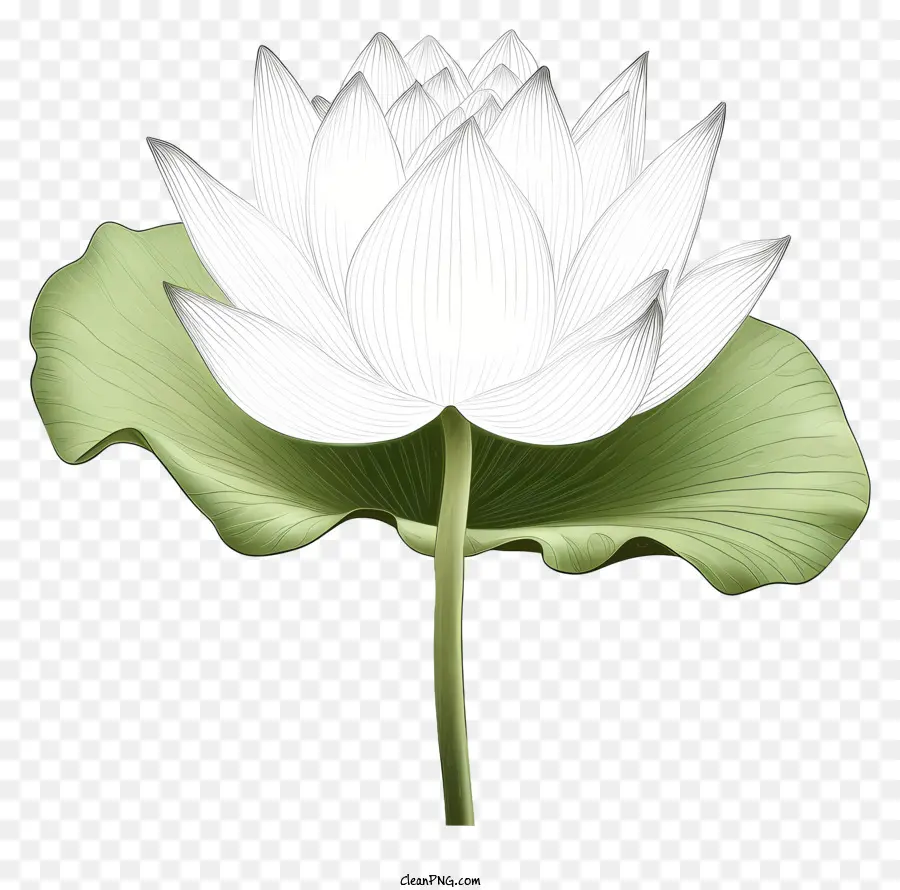 Bunga Teratai，Teratai Putih PNG