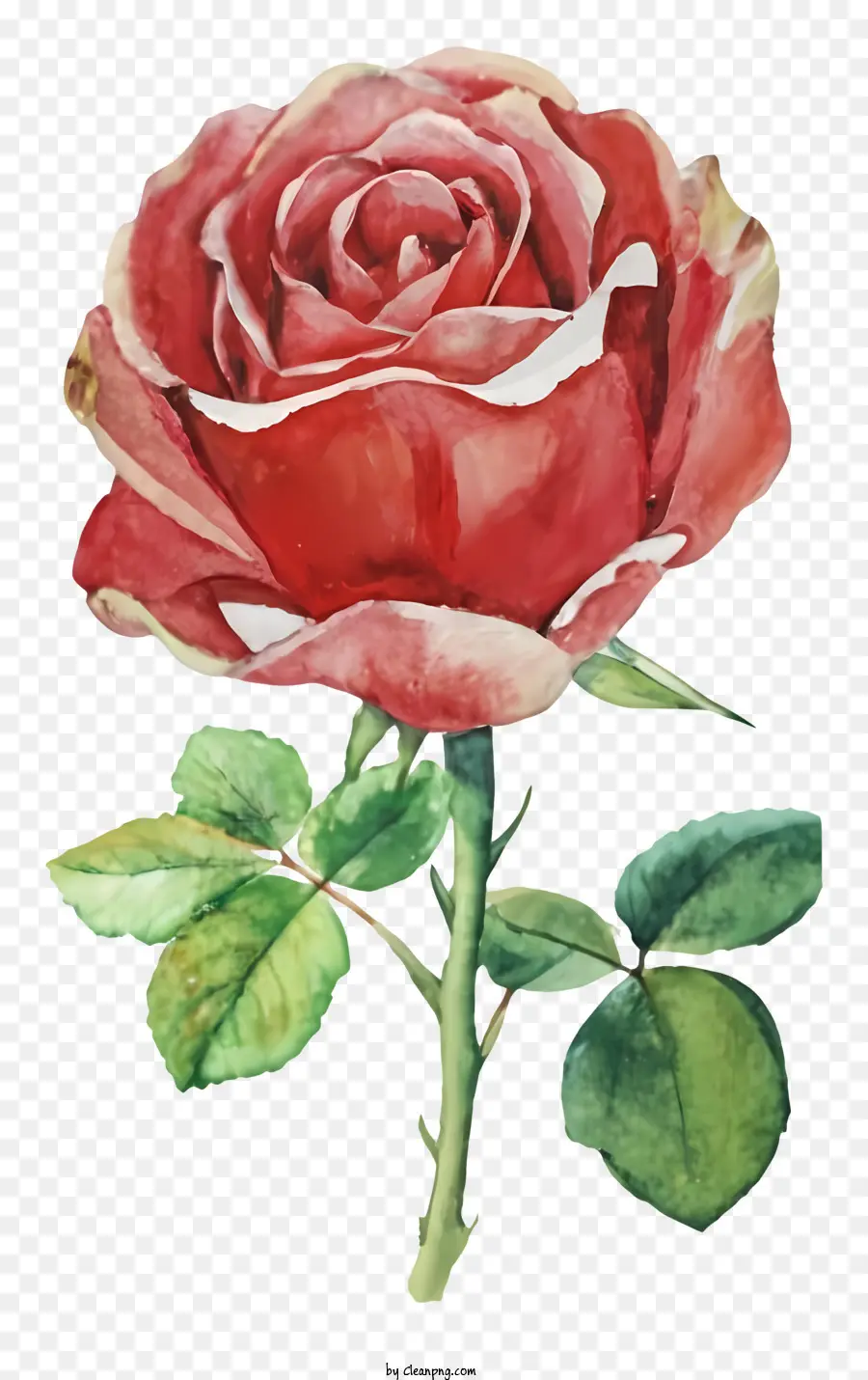 Mawar Merah，Lukisan Cat Air PNG