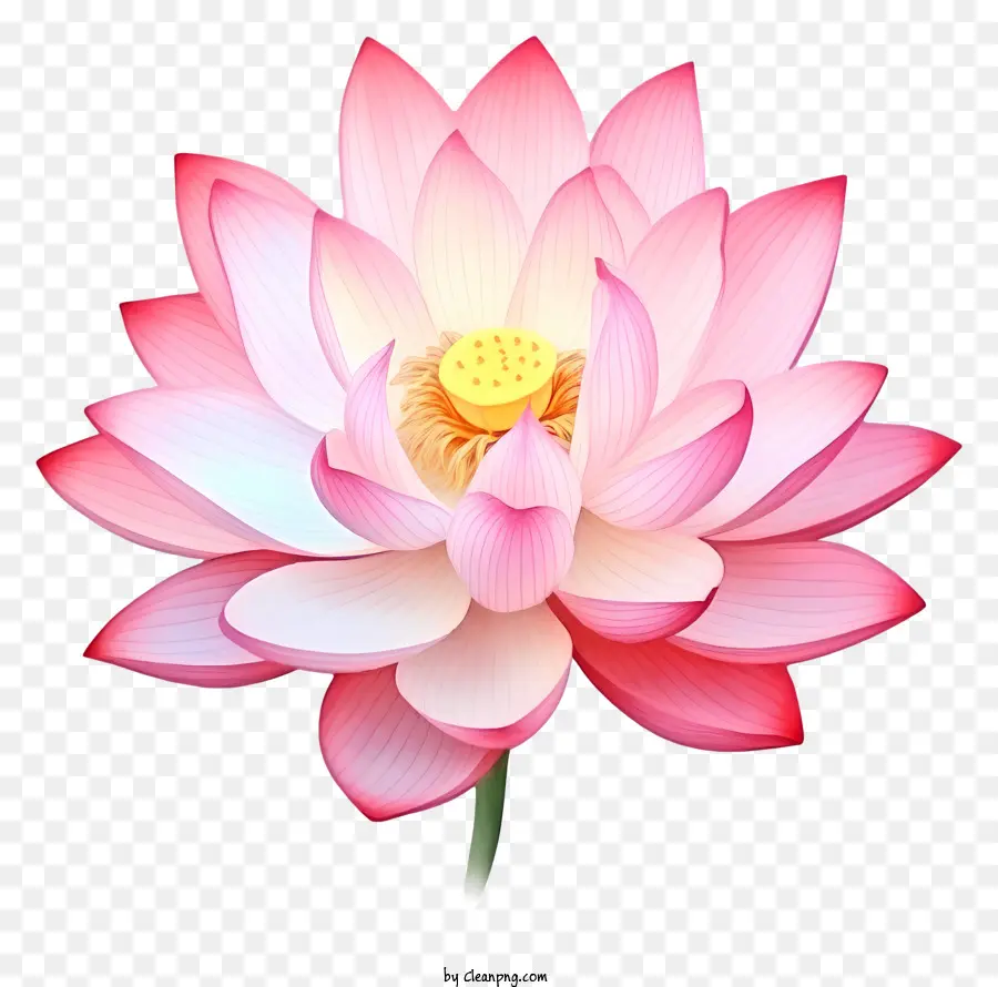 Bunga Teratai，Simbolisme PNG