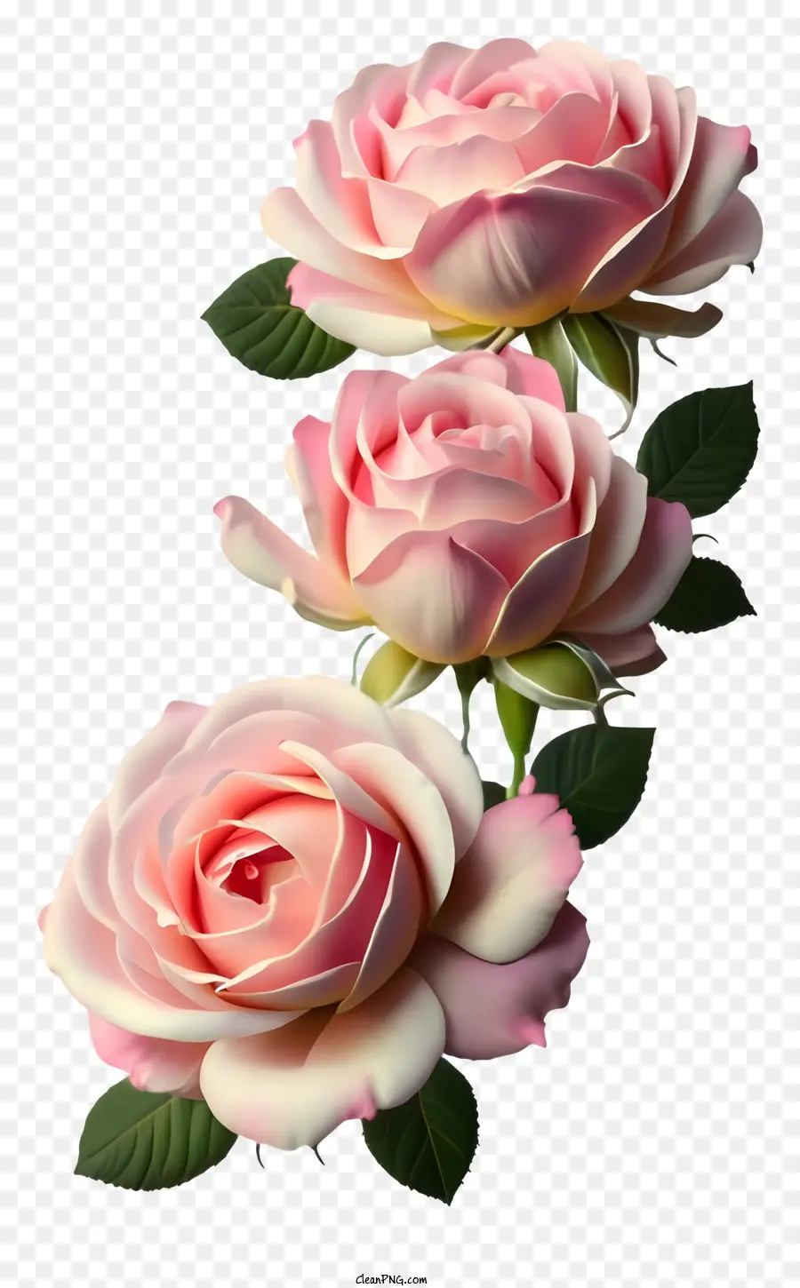 Mawar Merah Muda，Hijau Daun PNG