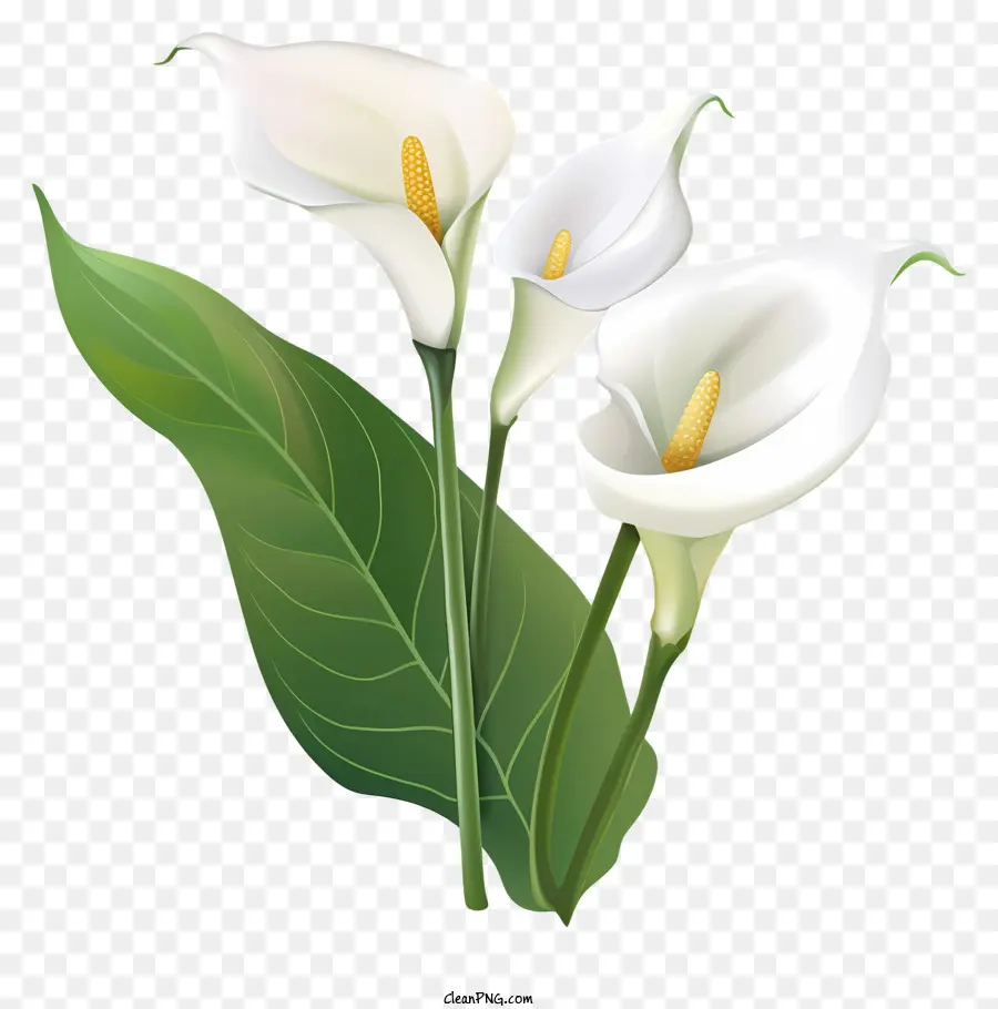 Bunga Callalily，Bunga Putih PNG