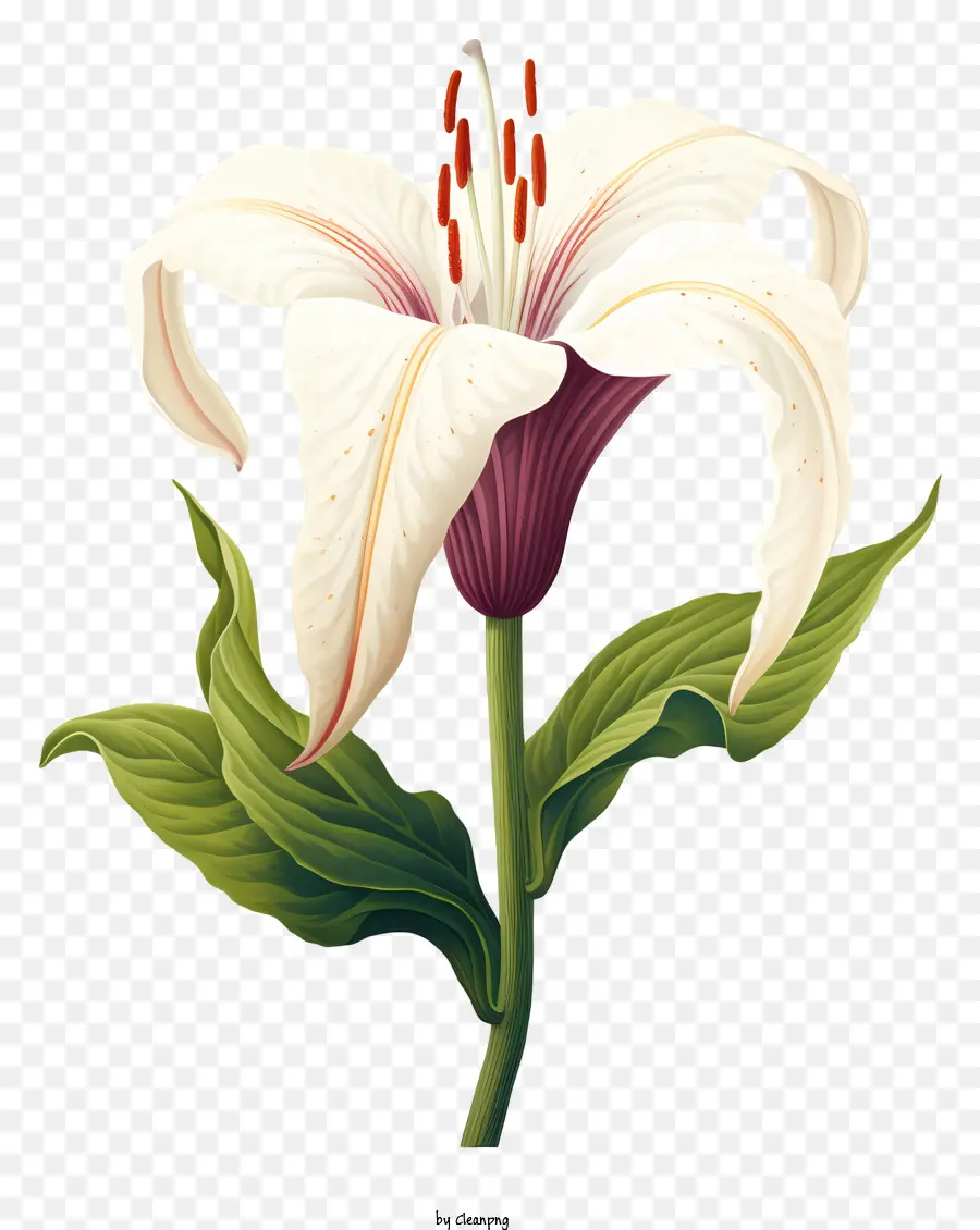 Lily Putih，Bunga Merah Muda PNG