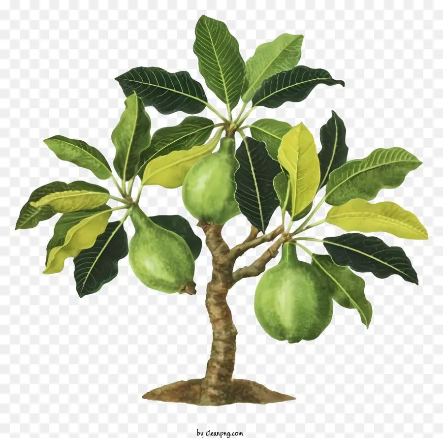 Pohon Jambu，Pohon Buah PNG