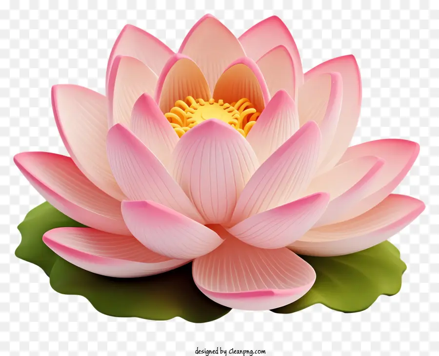 Pink Lotus，Bunga Dengan Pusat Putih PNG