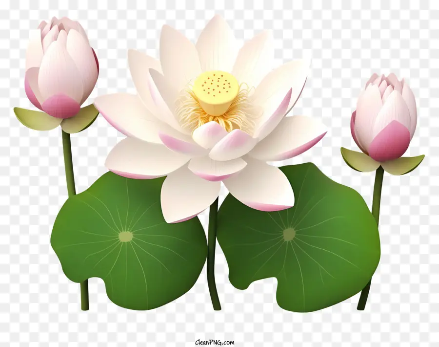 Bunga Teratai，Teratai Putih PNG
