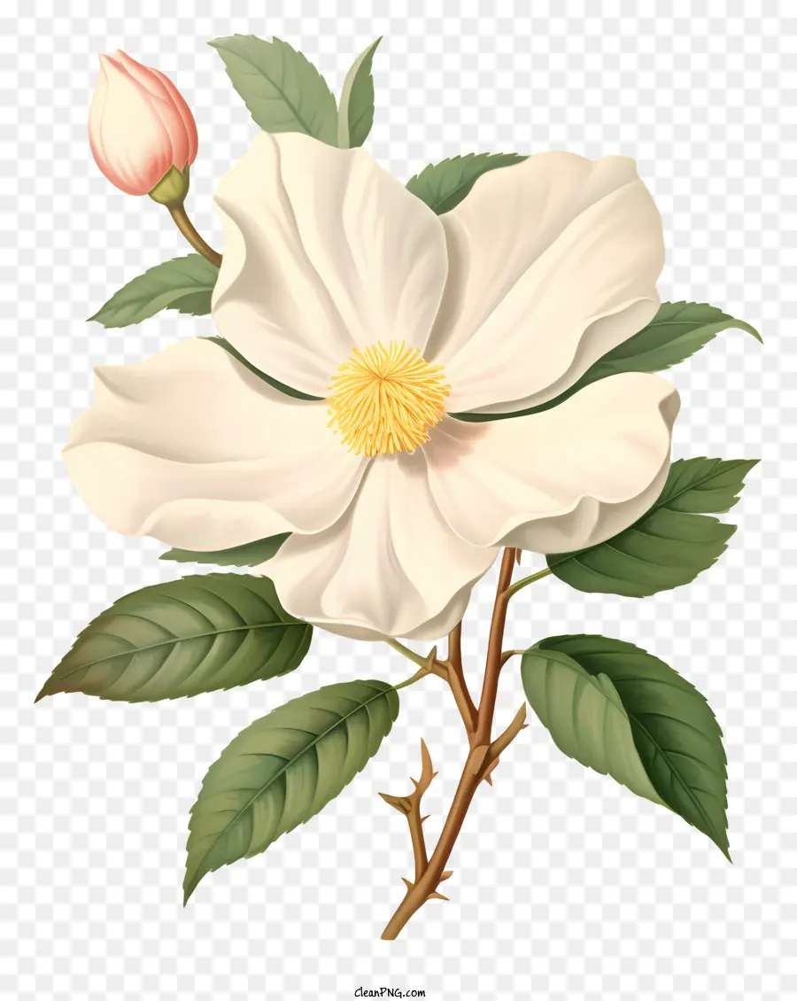 Bunga，Putih PNG