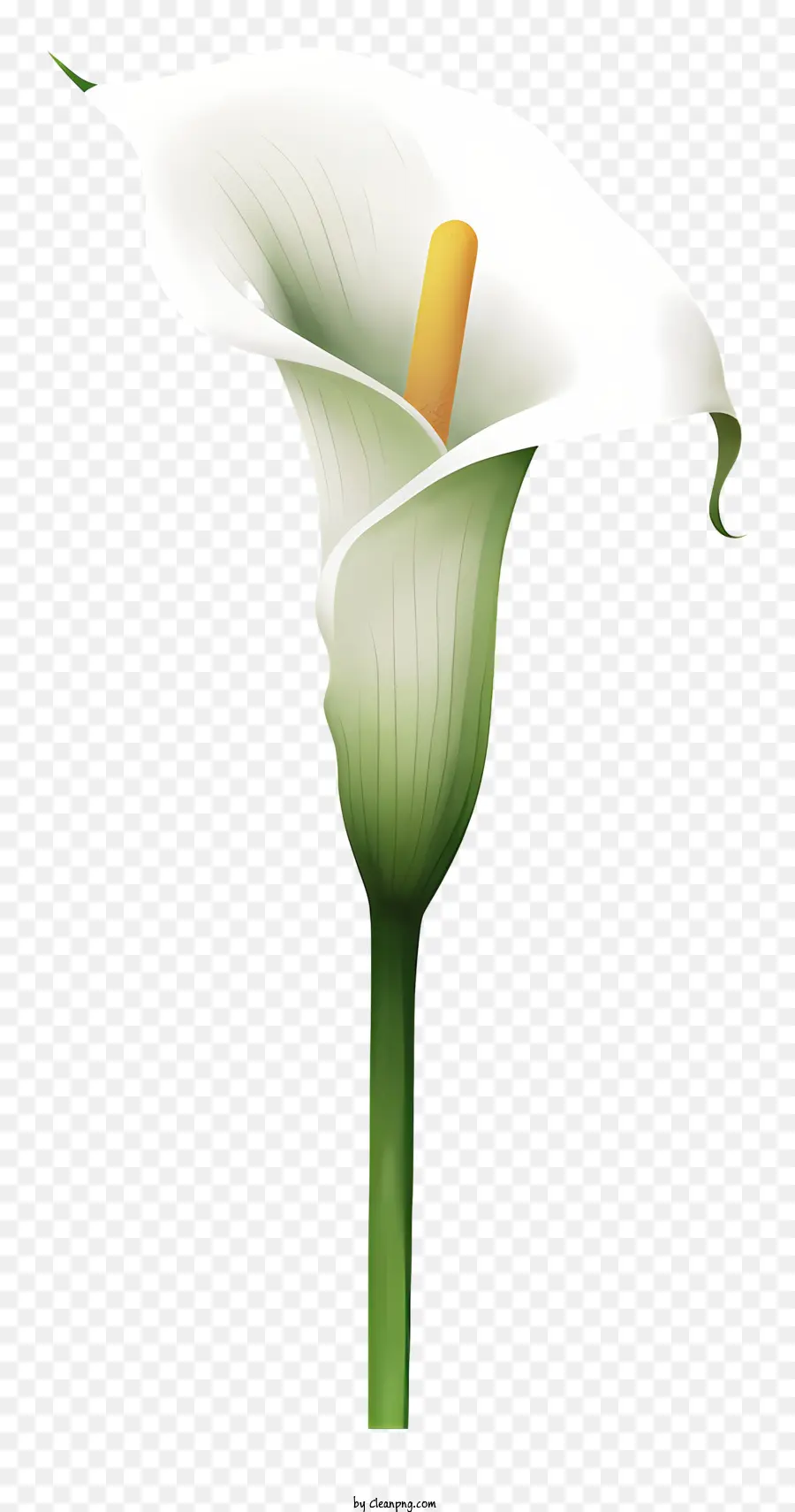 Bunga Lili Calla Putih，Calla Lily Putih PNG