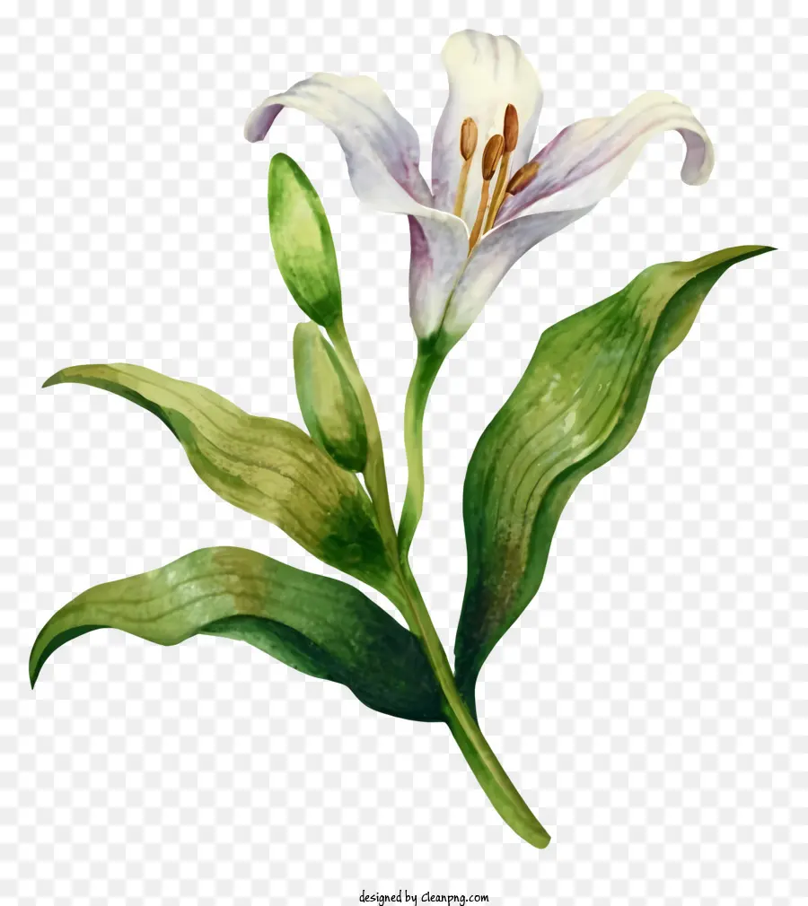 Lukisan Cat Air，Putih Bunga Lily PNG