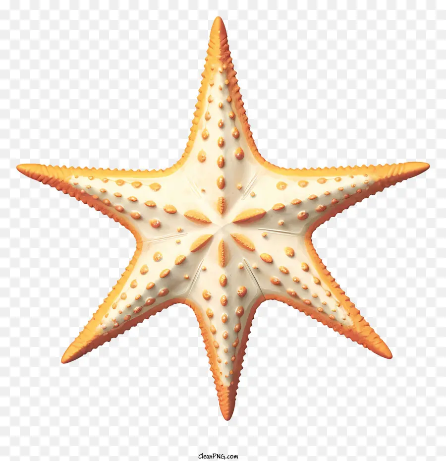 Bintang Laut，Bintang Laut Orange PNG