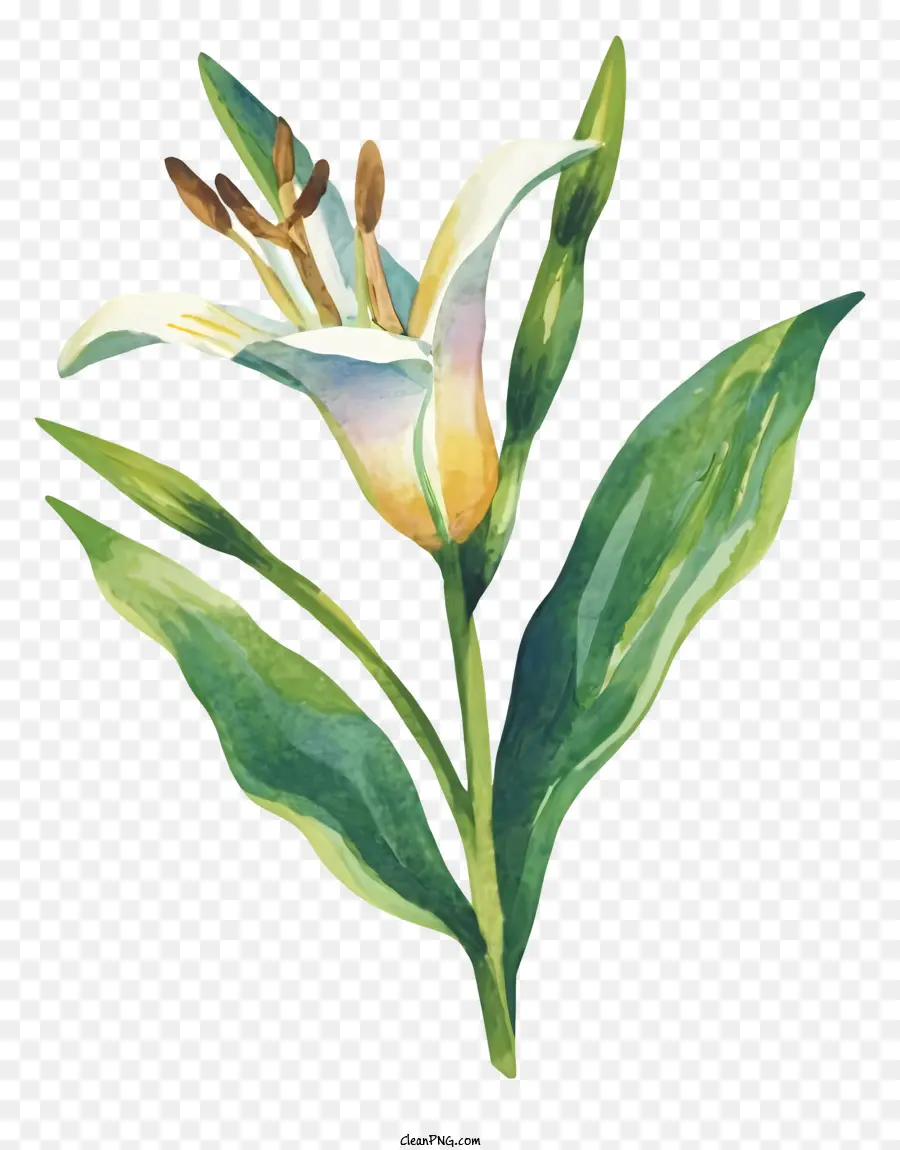 Lukisan Cat Air，Bunga Lily PNG