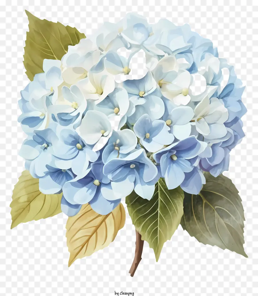 Hydrangea，Hydrangea Biru PNG