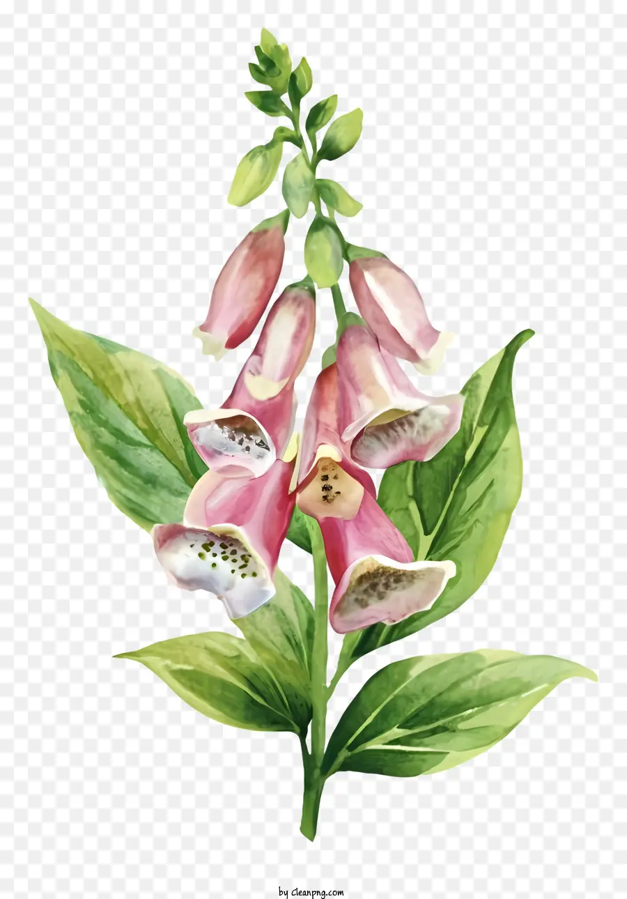 Bunga Merah Muda，Kelopak Putih PNG