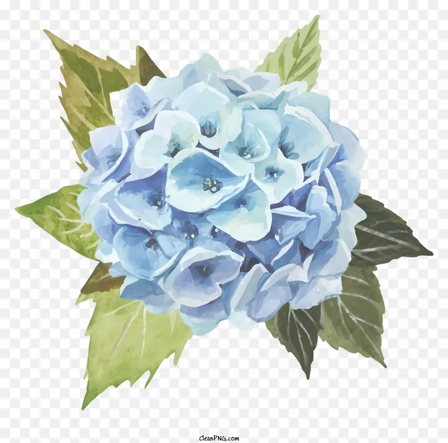 Bunga Hidran Biru，Warna Biru Cerah PNG
