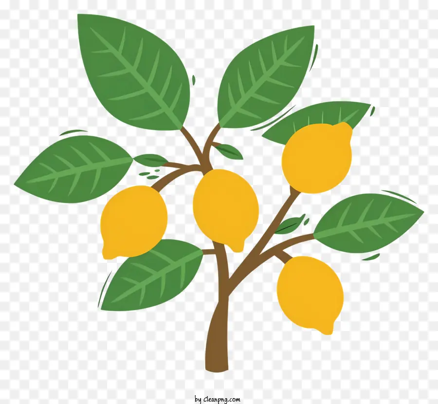 Pohon Limau，Lemon Matang PNG