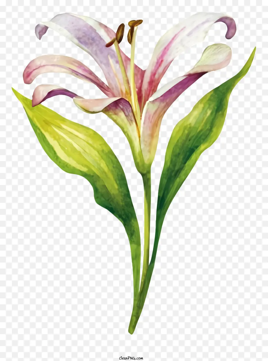 Lukisan Cat Air，Pink Lily PNG