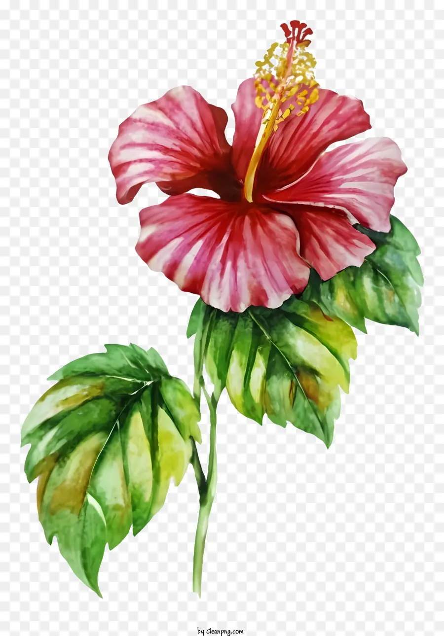 Bunga Kembang Sepatu Merah，Hijau Daun PNG