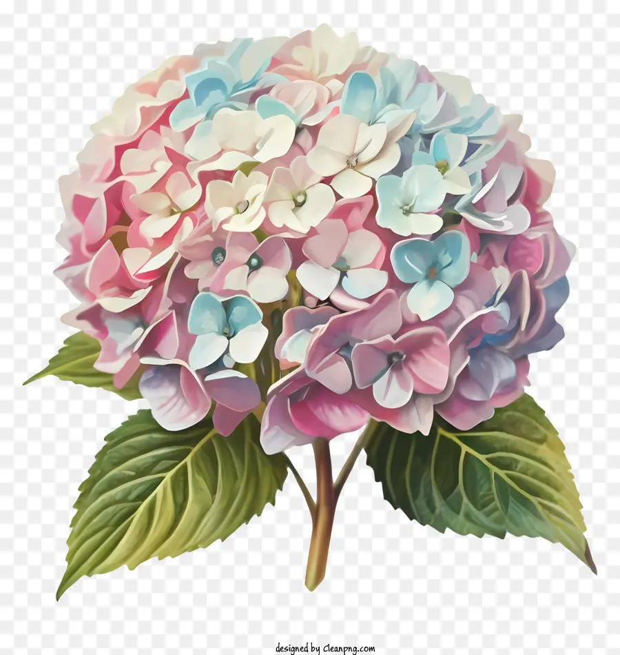 Bunga Kembang Sepatu，Bunga Merah Muda Dan Biru PNG