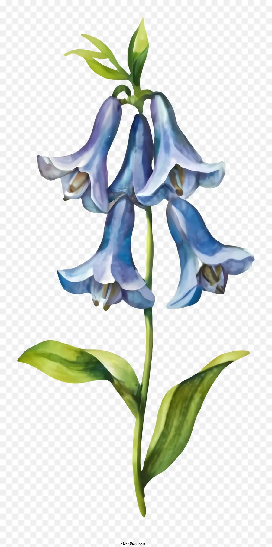 Bunga Biru，Latar Belakang Hitam PNG