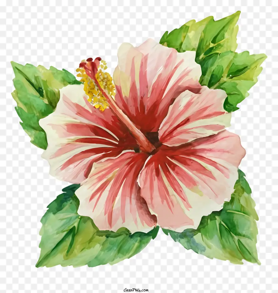 Kembang Sepatu Merah Muda，Lukisan Bunga PNG