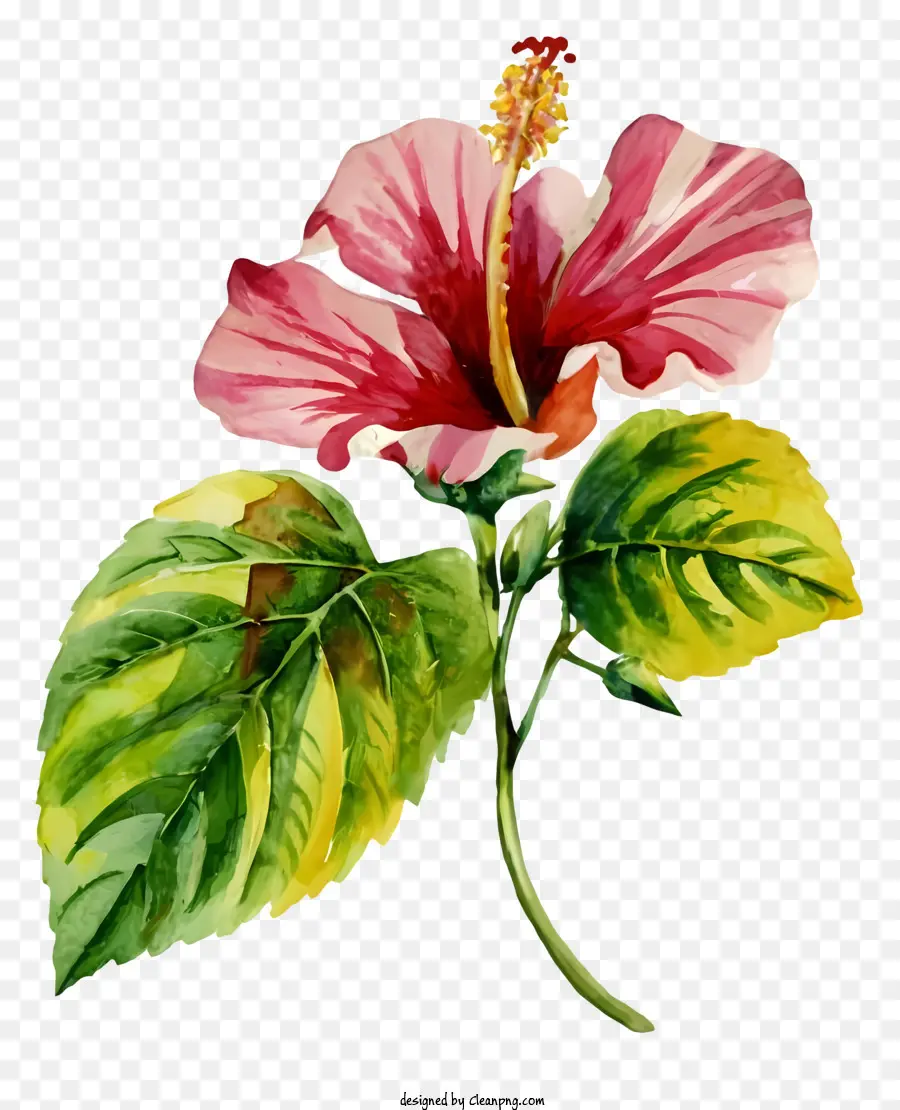 Bunga Hibiscus Pink，Bunga Kembang Sepatu Mekar PNG