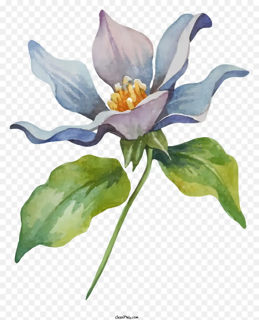 Bunga Biru，Bunga Putih PNG