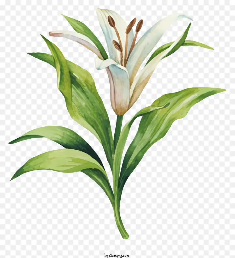 Lukisan Cat Air，Putih Bunga Lily PNG