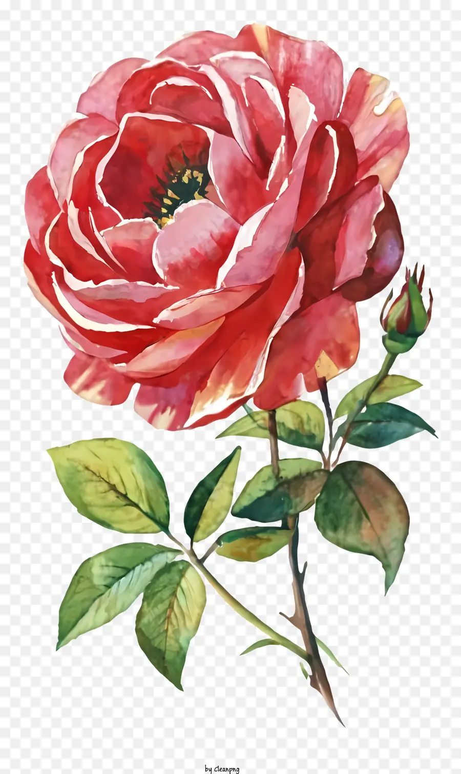 Lukisan Mawar Merah Muda，Lukisan Latar Belakang Hitam PNG