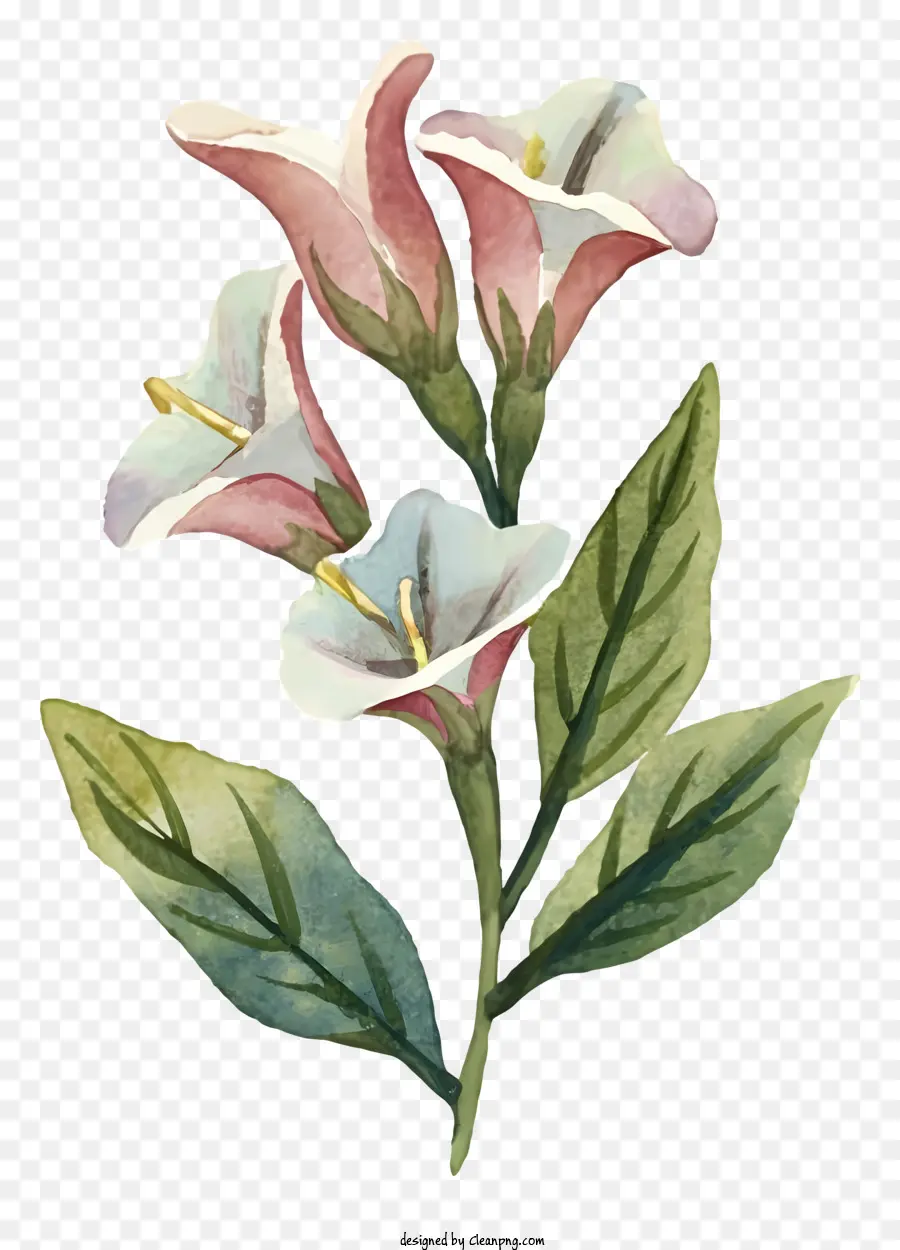 Lukisan Cat Air，Merah Muda Dan Putih Bunga PNG