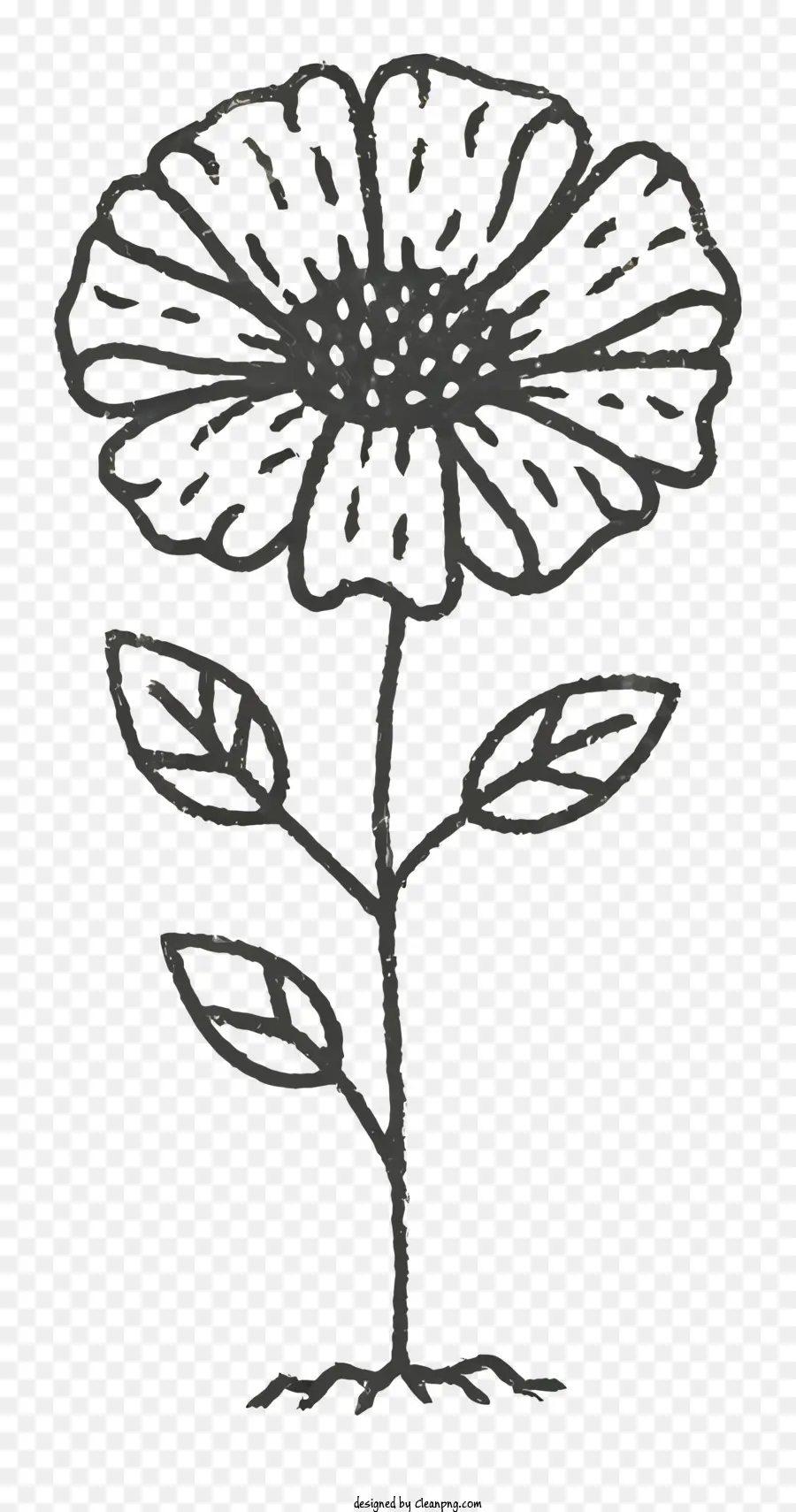 Menggambar Garis，Hitam Dan Putih Bunga PNG
