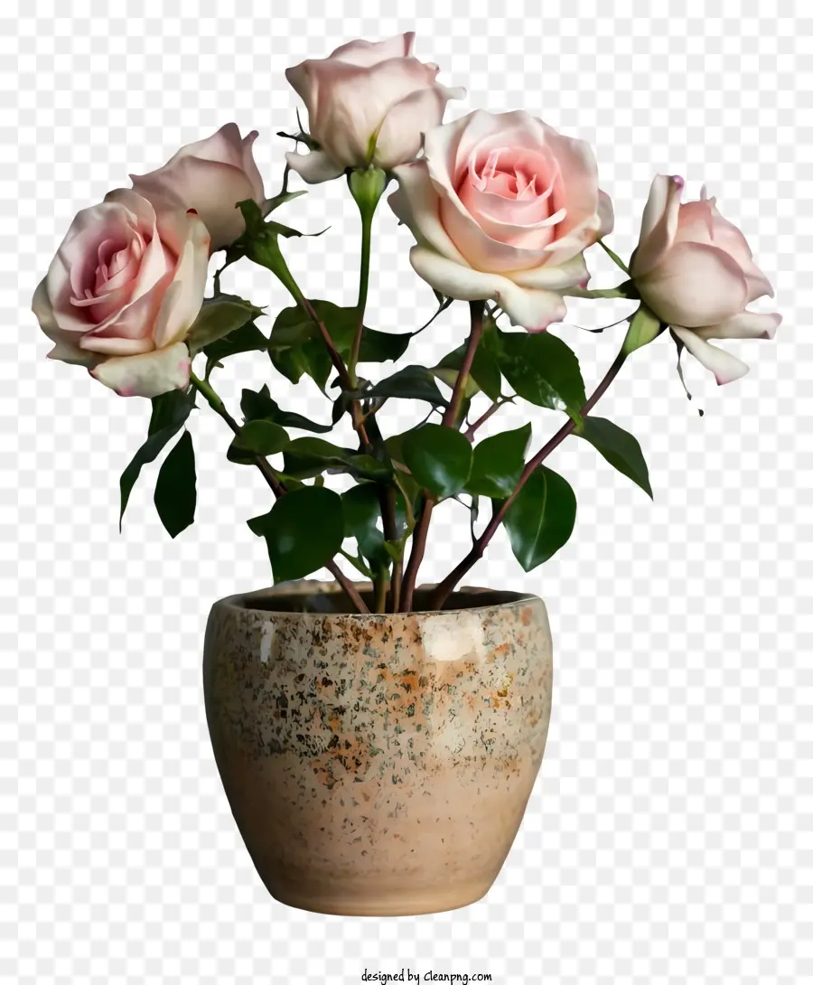 Mawar Merah Muda，Vas Kecil PNG