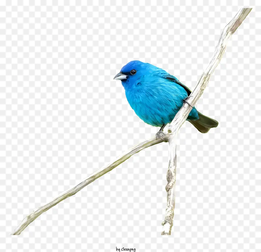 Burung Kecil，Burung Biru PNG