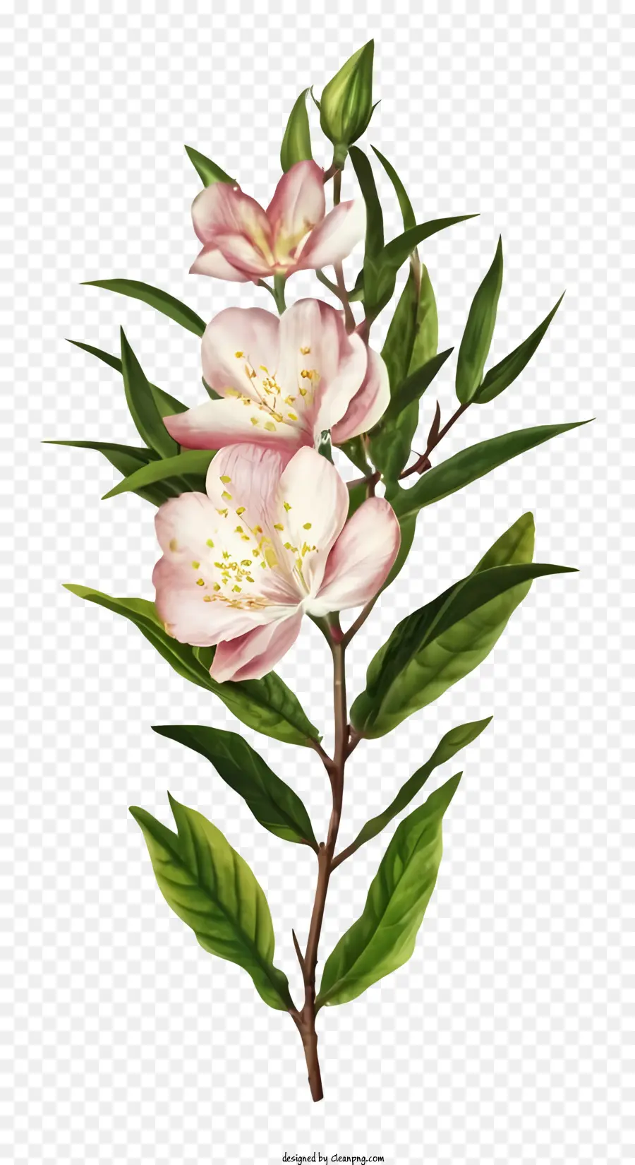 Bunga Sakura，Karangan PNG