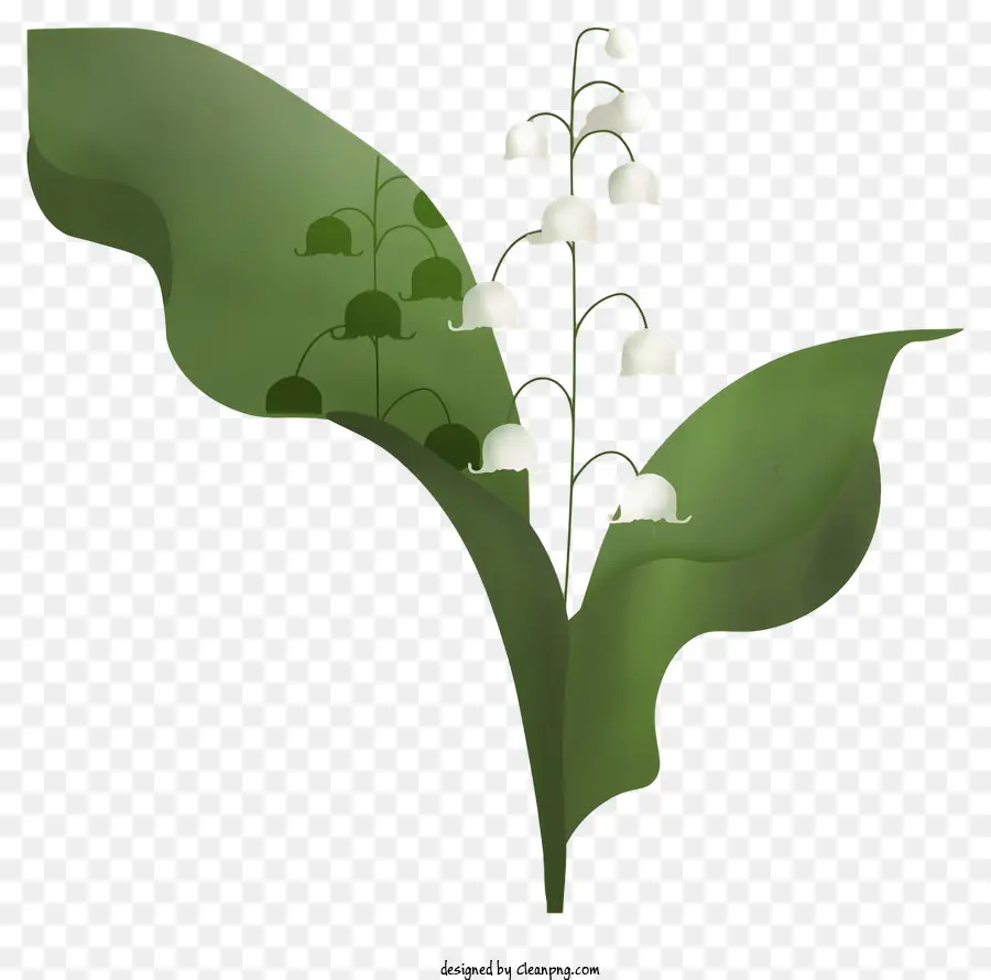Lily Of The Valley Plant，Representasi Bergambar PNG