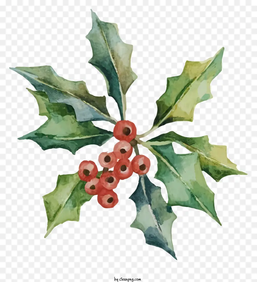 Daun Holly，Holly PNG