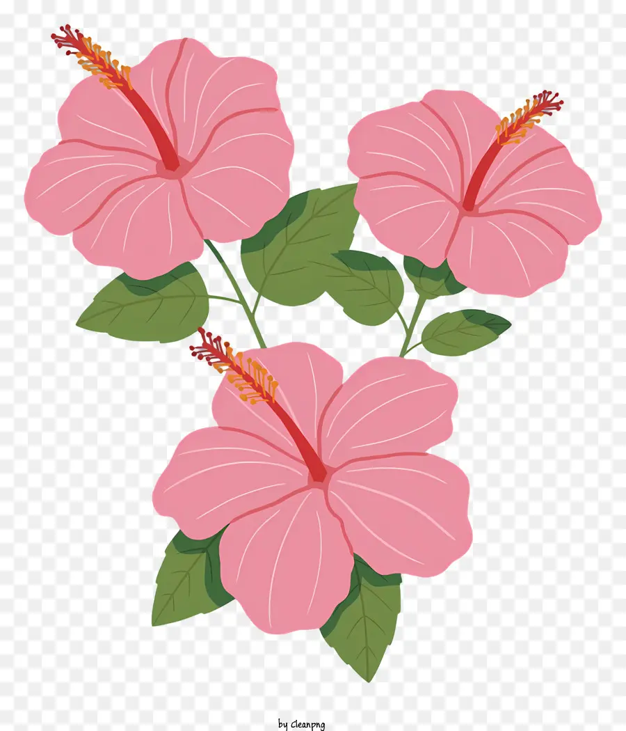 Bunga Kembang Sepatu Pink，Closeup Bunga PNG