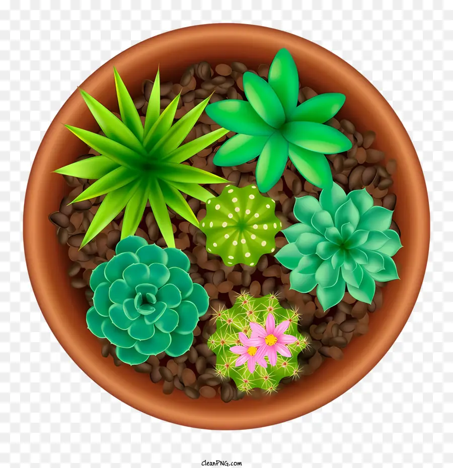 Pot Keramik，Succulents PNG