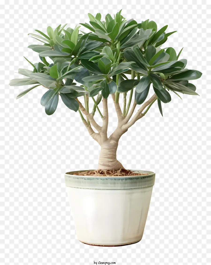 Pohon Bonsai，Pot Putih PNG