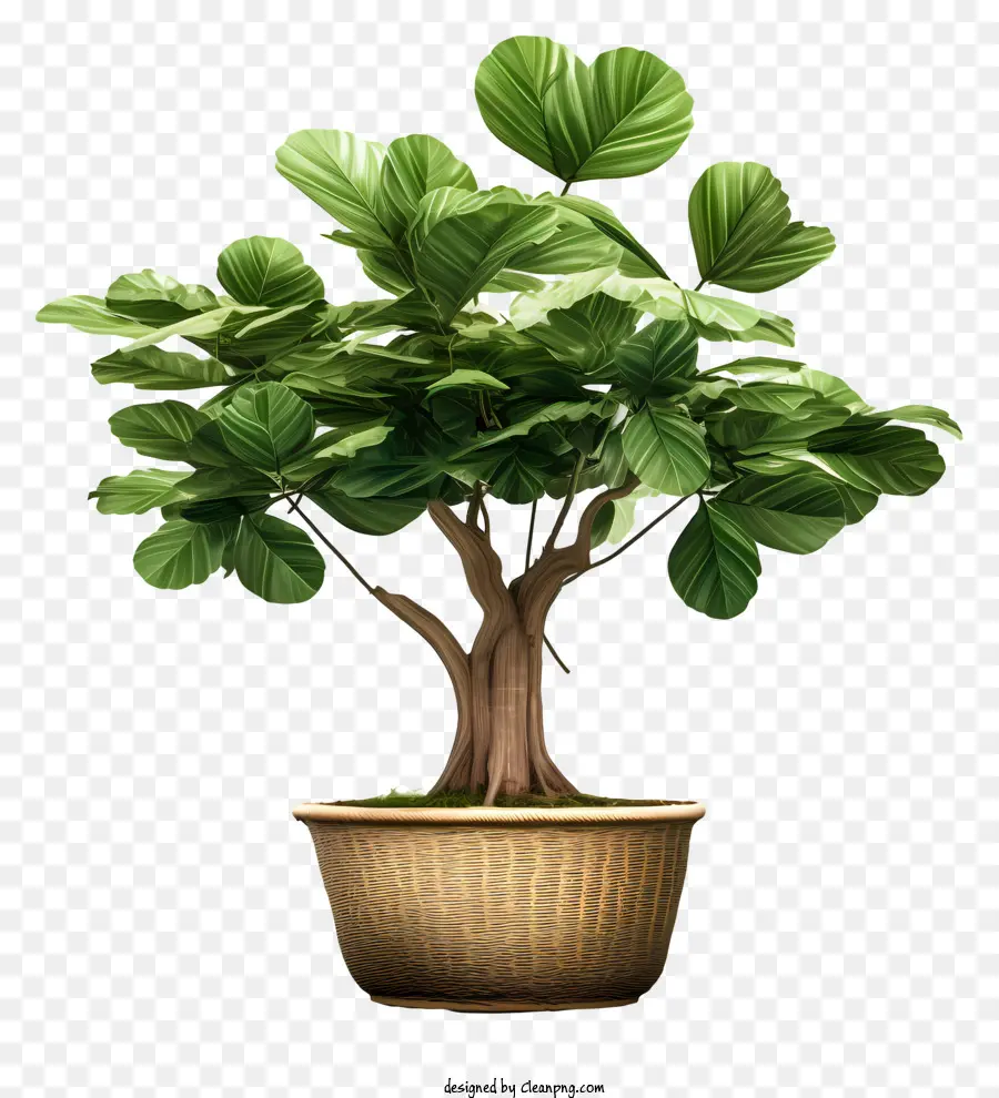 Pohon Bonsai，Pot Kecil PNG