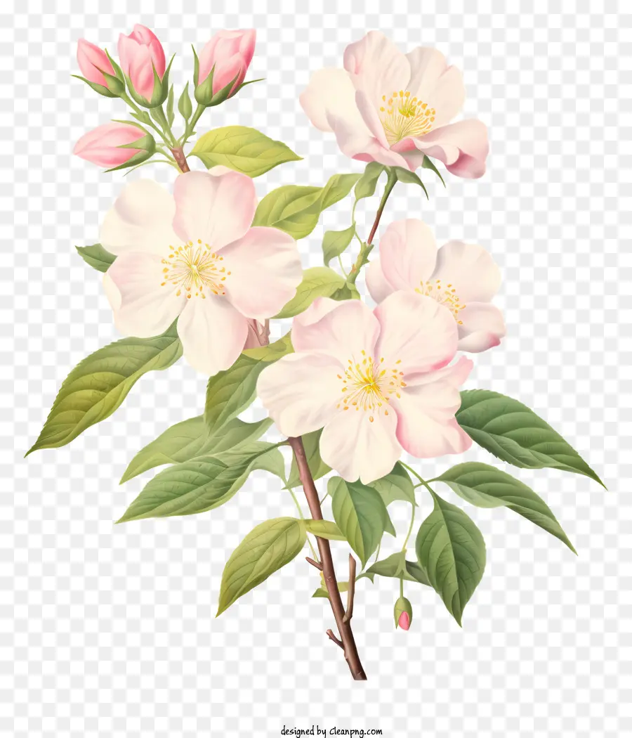 Pohon Berbunga，Bunga Putih PNG