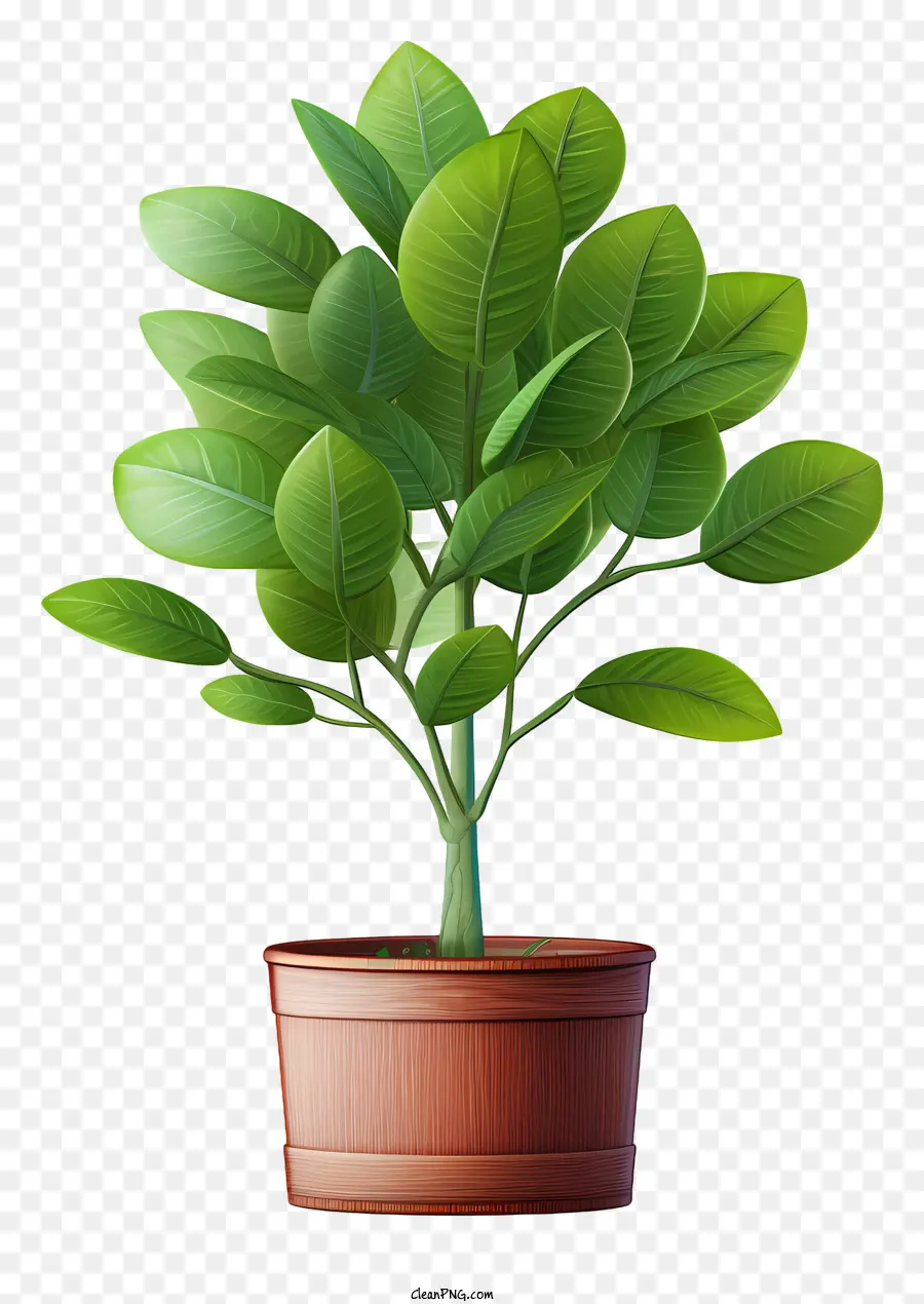 Tanaman，Pot PNG