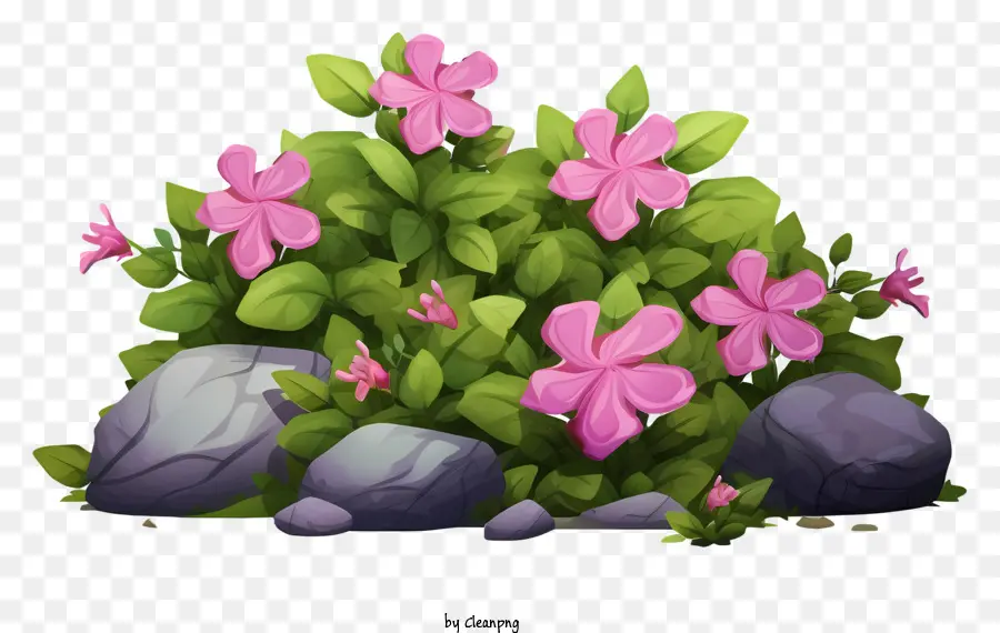 Bunga Merah Muda，Kelompok Bunga PNG