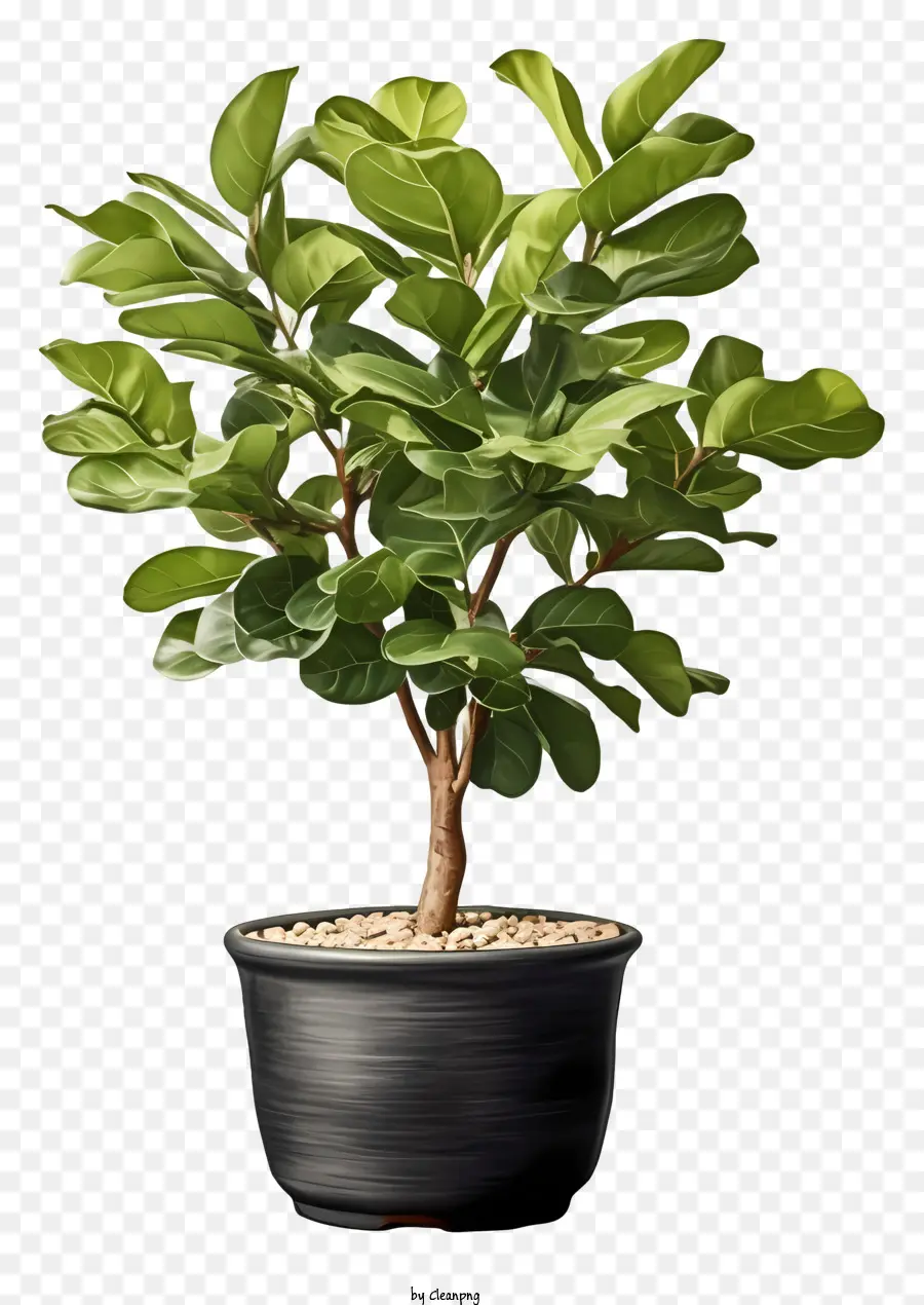 Pohon Bonsai，Pot Hitam PNG